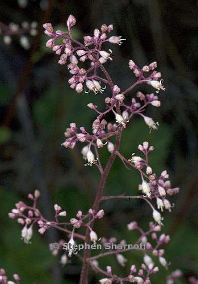 heuchera micrantha 6 graphic